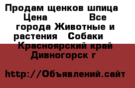 Продам щенков шпица › Цена ­ 20 000 - Все города Животные и растения » Собаки   . Красноярский край,Дивногорск г.